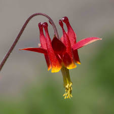 Monflora A Photographic Guide To Wildflowers Shrubs And Trees Of Monterey County California