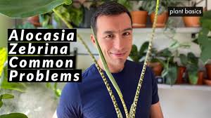 Maybe you would like to learn more about one of these? Alocasia Zebrina Complete Care Guide Repotting And Common Problems Youtube