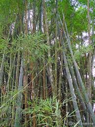 Image result for Dendrocalamus