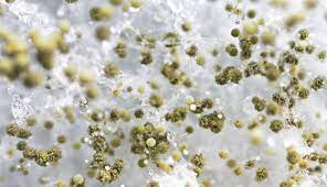 Check spelling or type a new query. How Much Does Mold Inspection Cost An Easy Guide