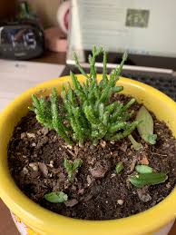 Image result for Rhipsalis baccifera