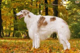 The borzoi (borzaya, meaning sighthound), also called the russian hunting sighthound (russian: An In Depth Look At Borzoi Dog Health And Wellness Pets4homes