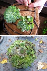 25 Diy Succulent Garden Ideas And Tutorials Succulent Garden Diy Succulents Succulent Garden Design