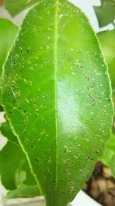 レモンの木の病気 黒点病発生 Korolemonのブログ レモンを育ててみたら