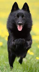 Schipperke In Action By Nele102 On Deviantart Dog Breeds Schipperke Dog Best Dog Breeds