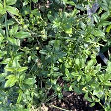 Image result for Jasminum nudiflorum