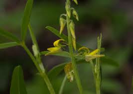 Image result for Crotalaria sphaerocarpa