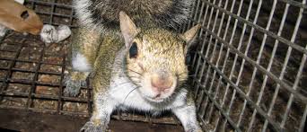 Do Squirrels Kill Mice Rats Or Birds
