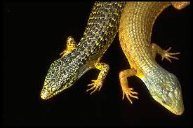 Image result for Selago coerulea