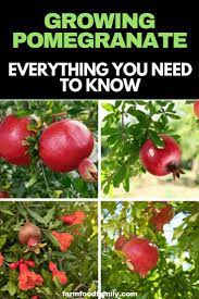 Pomegranates Are Easy To Grow And Seem To Adapt Well To Australian Conditions Grow Them In A Warm Sunny Sp Fruit Tree Garden Growing Fruit Trees Fruit Garden