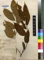 Image result for Glyphaea