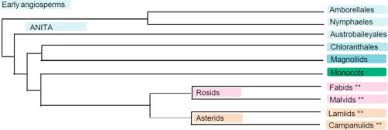 Angiosperm Phylogeny Group An Overview Sciencedirect Topics
