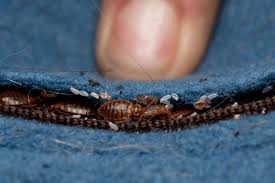 Image result for bed bugs eggs