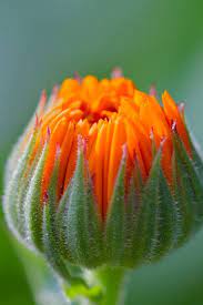Pin On Herbal Medicine Chest