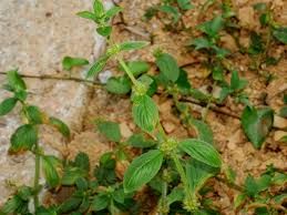 Image result for Spermacoce ruelliae