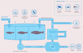 Recirculating Aquaculture System Based Salmon Farming