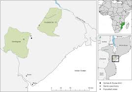 Image result for Cola mossambicensis