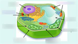 First he fills a balloon with water and places it in the shoe box. Plant Cell Diagram Quizlet