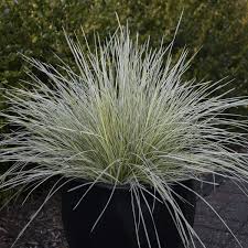 Image result for Deschampsia