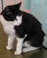 Bei katzen fand sich dafür kein beleg. Hyperthyreose Bei Der Katze Uberfunktion Der Schilddruse Tierarztpraxis Dr Rogalla Dr Rummel