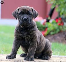Lancaster puppies has your south african boerboels! African Boerboel Puppies For Sale Greenfield Puppies