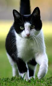 Cat And Kitten Territorial Marking Problems And Solutions Cat Pet Care Corner Petsolutions Cats And Kittens Cats Kittens