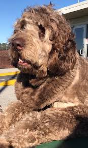 This sweet giant is generally friendly, especially toward children. Newfoundland Poodle Puppies For Sale Off 51 Www Usushimd Com