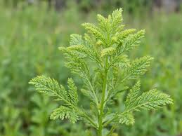 Image result for Anethum graveolens