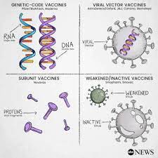 Oxford said the vaccine may reduce symptomatic transmission of the virus by 67%, based on positive swab tests of vaccinated trial volunteers after a single dose, though those swab tests were only done in the u.k. What To Know About Covid 19 Vaccines And How They Work Abc News