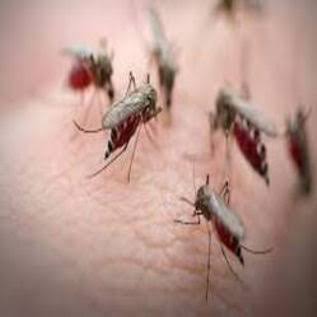 Mosquitoes Control product image