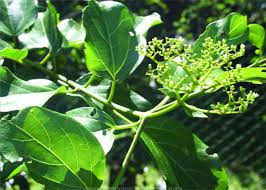 Image result for Premna serratifolia