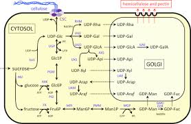 But in plants there is also a cell wall (4) and. Carbon Supply And The Regulation Of Cell Wall Synthesis Sciencedirect