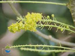 Image result for Tinospora fragosa