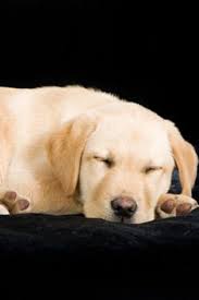 pin on labrador love