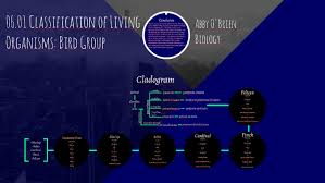 Heres a reminder of how a cladogram can look: 06 01 Classification Of Living Organisms By Abby O Brien