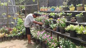 15 jenis bunga hias untuk memperindah pekarangan rumah 1. Percantik Pekarangan Rumah Dengan Tanaman Hias Herbal