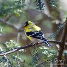 Identification Birds Of New Jersey Field Guide The American Goldfinch State Bird Of New Jersey Iowa And Washington Always Enjoy The Sound Of These Birds For The Few Shor State Birds Birds Beautiful Birds