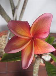 The Plumeria Kimo Plumeria Flowers Plumeria Frangipani