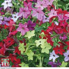 Nicotiana Eau De Cologne Mixed Plug Plants Thompson Morgan