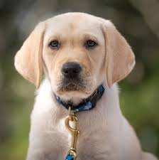 Puppy Raisers Gainesville