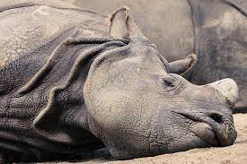 Sleeping Rhino Zoo Animals San Diego Zoo Animals