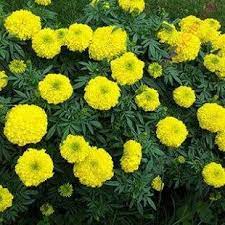Five Features Of Calendula Flower In Marathi That Make Everyone Love It Calendula Flower In Marathi Calendula Flower Foliage Plants Marigold Flower