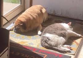 #dog #huge #fat #fat dogs #nowhere #meme #cursed image. Create Comics Meme Cats Cat Fat Cat And Dog Comics Meme Arsenal Com