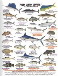 Florida Fish Boat Charters Wildlife Ocean Bamboocharters Floridakeys Fishing Fun Sport Family Adventure Fish Chart Saltwater Fishing Florida Fish