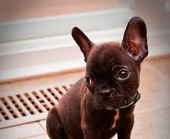 One way to determine the ancestry of your mixed breed is through a dna test. Etymologie The Boston Terrier French Bulldog Mix A