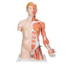 Muscles of the torso, as well as muscles in the arms or legs, can give the impression of a thin or athletic person. Survival Technology Dual Sex Human Torso Model With Muscle Arm 33 Part 3life Size B Smart Anatomy