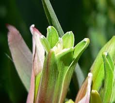 Image result for Beschorneria sp. (Biegel 5357)