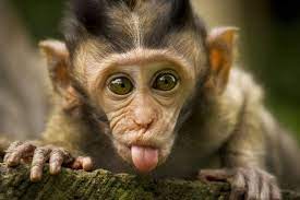 Maybe you would like to learn more about one of these? Monkey Cute Wallpapers Top Free Monkey Cute Backgrounds Wallpaperaccess