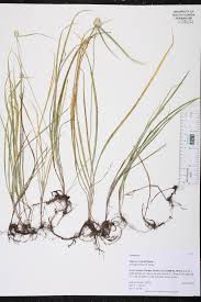 Image result for Cyphia richardsiae