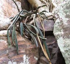 Image result for Sansevieria hallii